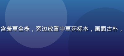 传统中医药铺中晾晒干燥的含羞草全株，旁边放置中草药标本，画面古朴，体现含羞草的民间药用历史
