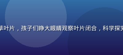 小学课堂中老师引导学生轻触含羞草叶片，孩子们睁大眼睛观察叶片闭合，科学探究氛围浓厚，体现含羞草的教育价值
